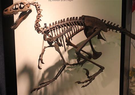 Dromaeosaurus | Extinct Animals