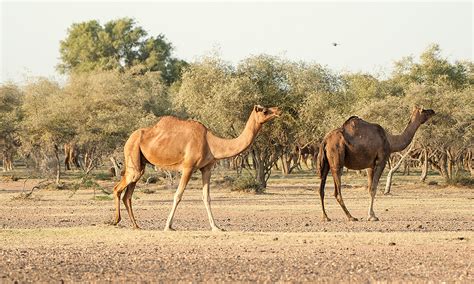 Rajasthan Safari: Exploring Wildlife in the Thar Desert - Travel