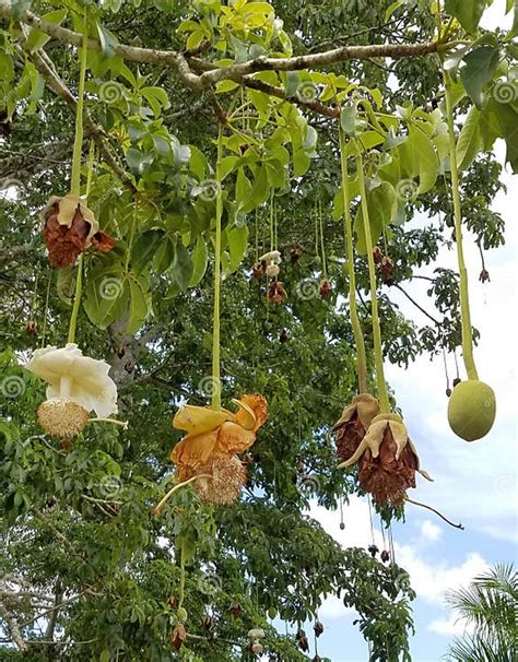 Baobab tree flowers stock photo. Image of tree, digitata - 95922290