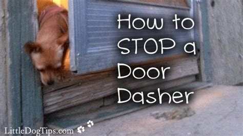 How To Stop A Door Dasher 🐾 Little Dog Tips