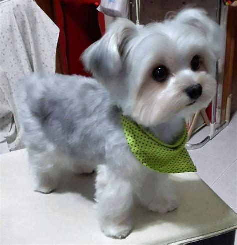 Maltese Shih Tzu Haircut - what hairstyle should i get