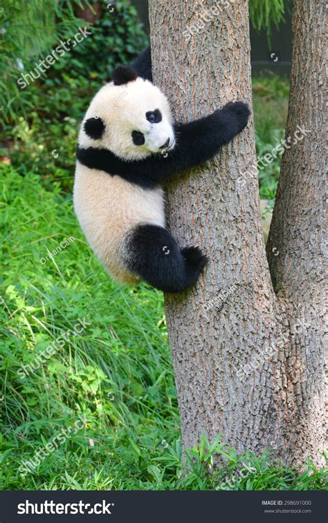 Baby Panda Climb Tree Stock Photo 298691000 - Shutterstock