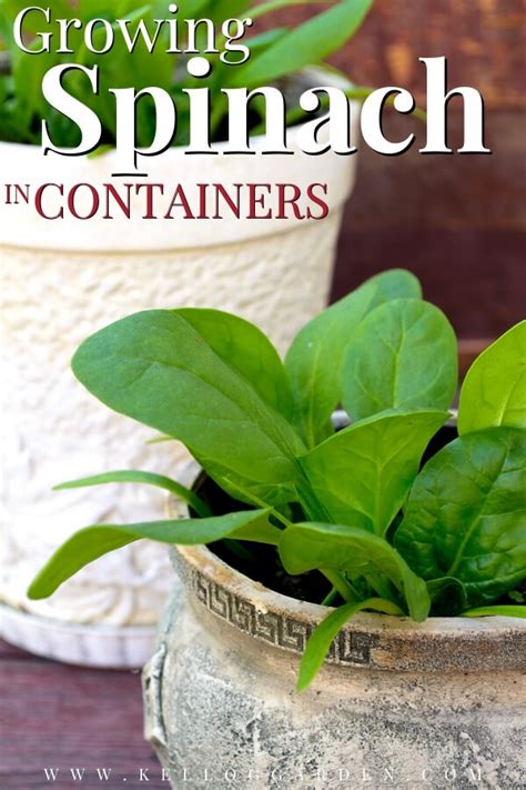 Growing Spinach in Containers | Kellogg Garden Organics™