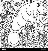 Manatee Coloring Page For Kids Stock Vector Image & Art  Alamy sketch template