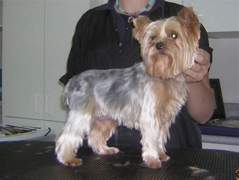 yorkie hairstyles | Yorkie haircuts, Yorkie dogs, Yorkshire terrier teacup