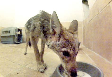 Coyote pup on road to recovery after chance encounter | The Verde Independent | Cottonwood, AZ