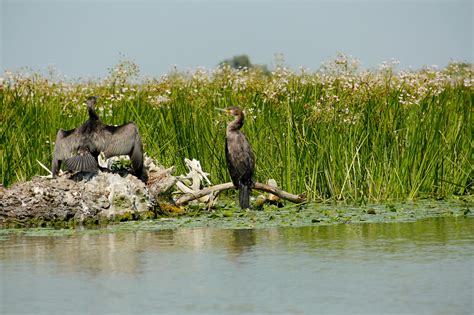 Free stock photo of danube, danube delta, delta