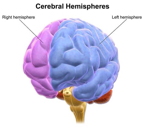 Right Side of Brain Can Compensate for Loss of Speech Following a Stroke - Neuroscience News