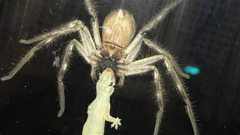 Huntsman Spider Eating Lizard Next To Family Meal - YouTube