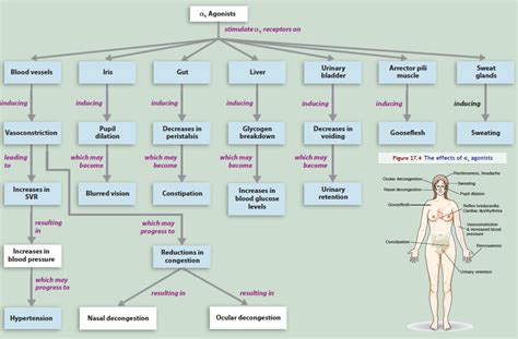 Alpha-1 Adrenoreceptors - CodeHealth