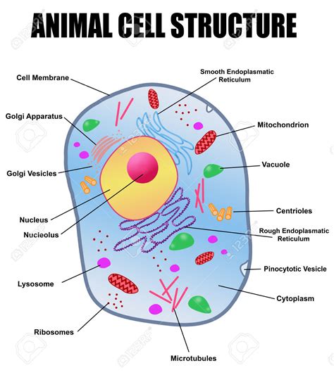 free clipart of an animal cell membrane - Clipground