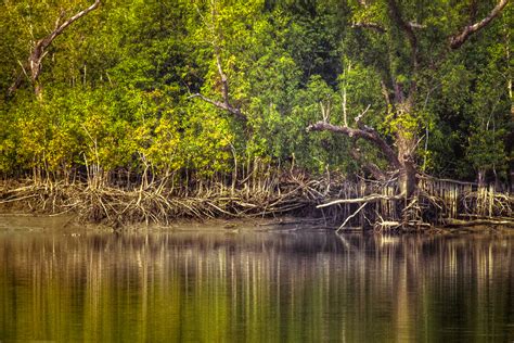 Sundarbans National Park – A largest Tranquil Mangrove Forest Of World ...