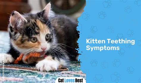 Kitten Teething: How (And When) Do Cats Lose Baby Teeth?