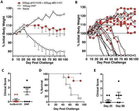 (A) SCID mice were treated with a 500 µg dose of human anti-H3 hV26 and ...