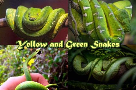 Fascinating World of Green and Yellow Snakes: List of 10+ Types