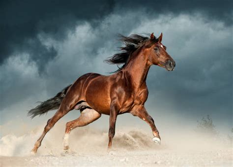 Horse Running Desert Stock Photos, Pictures & Royalty-Free Images - iStock