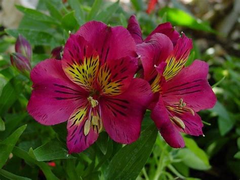 PlantFiles Pictures: Alstroemeria, Peruvian Lily, Lily of the Incas 'Oxana' (Alstroemeria) by ...