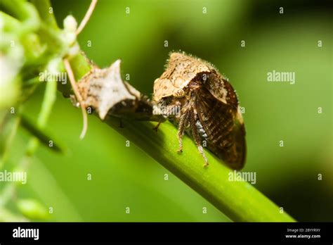 A Pair of Shield Bugs Stock Photo - Alamy