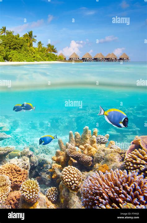 Underwater view with reef and fish, Maldives Islands Stock Photo - Alamy