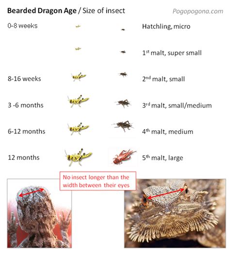 Printable Bearded Dragon Food Chart, learn about blue tongue skink ...