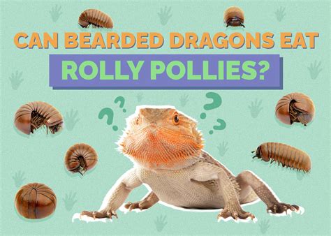 Can Bearded Dragons Eat Rolly Pollies? Vet-Approved Facts & Healthy Alternatives | Hepper