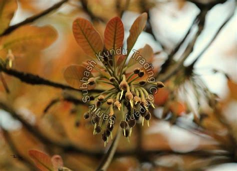 Mahua Flower Manufacturer in Gadchiroli Maharashtra India by Sanjiv Subhash Kundu Trading ...