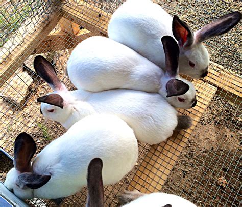 Purebred Californian Rabbits for Sale | USA Rabbit Breeders