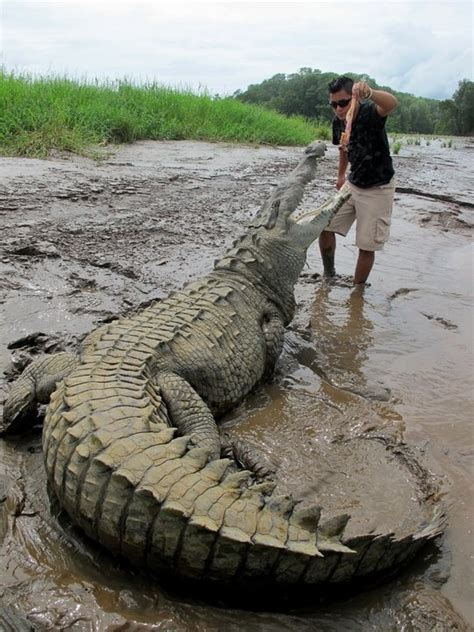 jose's crocodile river tour, costa rica | Nature animals, Cute reptiles, Saltwater crocodile