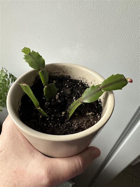 Thanksgiving cactus propagation success! : r/houseplants