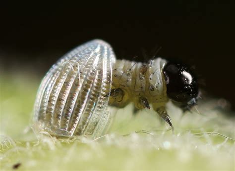 All of Nature: Monarch Butterfly Egg Hatching