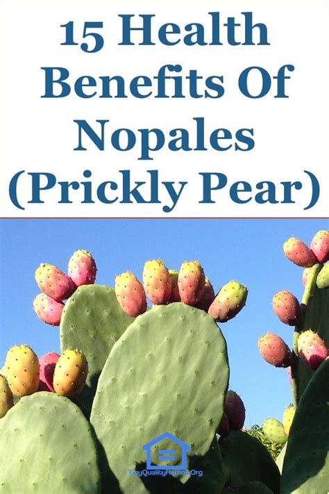 15 Health Benefits Of Nopales (Prickly Pear)