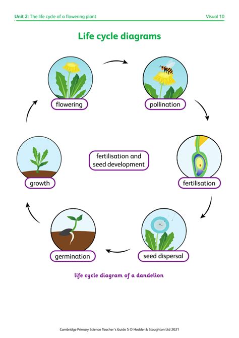 Visual 10: Life cycle diagrams | Boost