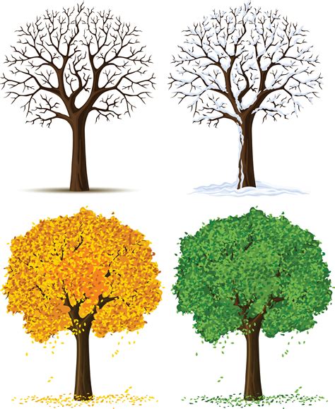 tree seasons clipart 20 free Cliparts | Download images on Clipground 2024