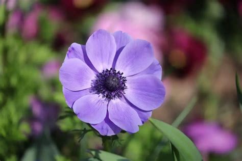 Anemone Flower Meaning, Symbolism, and Uses You Should Know - GrowingVale