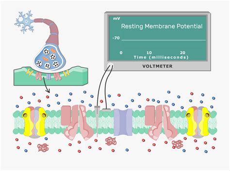 Resting Cell Membrane Potential Animation , Free Transparent Clipart - ClipartKey