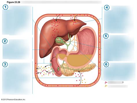 Secretion and release of bile and pancreatic juice Diagram | Quizlet