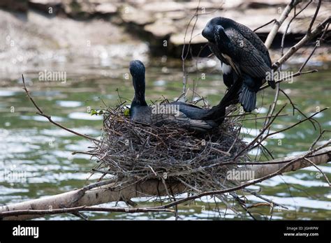 Beautiful east great cormorants at the nest Stock Photo - Alamy