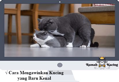 Umur Kucing Siap Kawin - Satu Trik