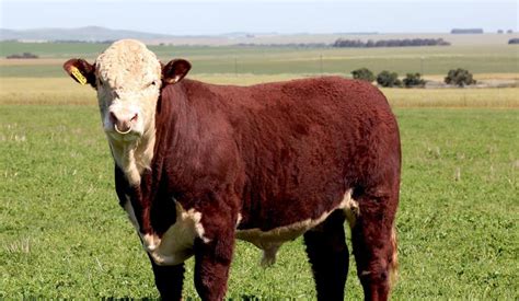 Hereford Cattle, South Africa