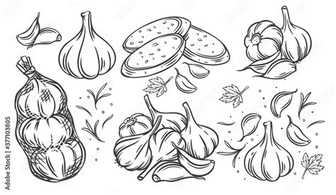 Garlic outline drawn monochrome icon Stock Vector | Adobe Stock