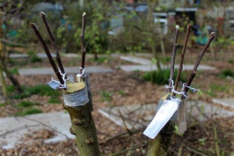 How To: Top-Graft a 'Family' Apple Tree | Orchard Notes