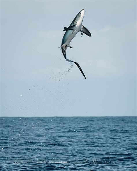 Common Thresher Shark | Shark Science Requins