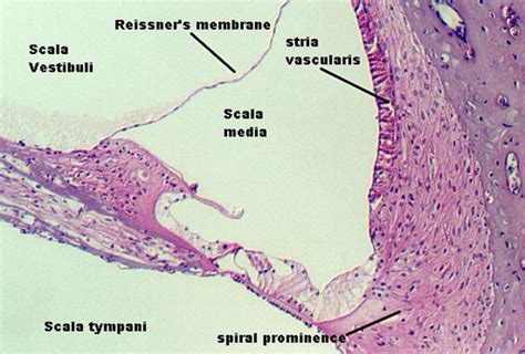 Inner Ear | Microanatomy Web Atlas | Gwen V. Childs, Ph.D.