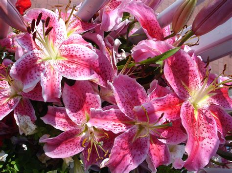 File:Pink summer flowers.jpg