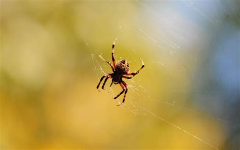 Free Spider Wallpapers - Wallpaper Cave