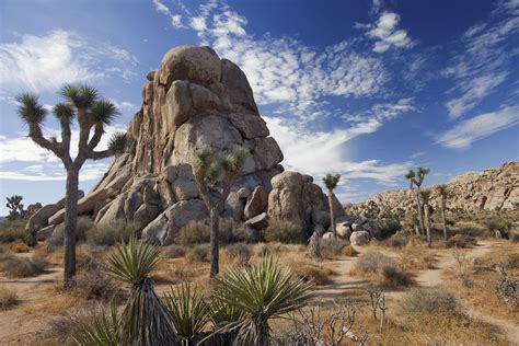 Joshua Tree National Park, Indio, CA - California Beaches