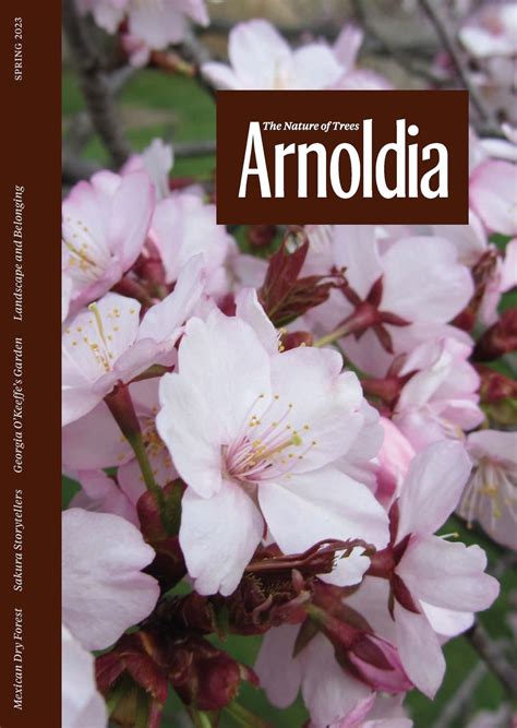 Arnold Arboretum Cherry Blossoms 2024 - Clem Melita