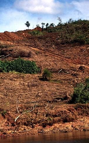 Threats to Borneo forests | WWF