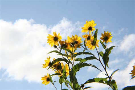 Black-Eyed Susans in the Sky Free Photo Download | FreeImages