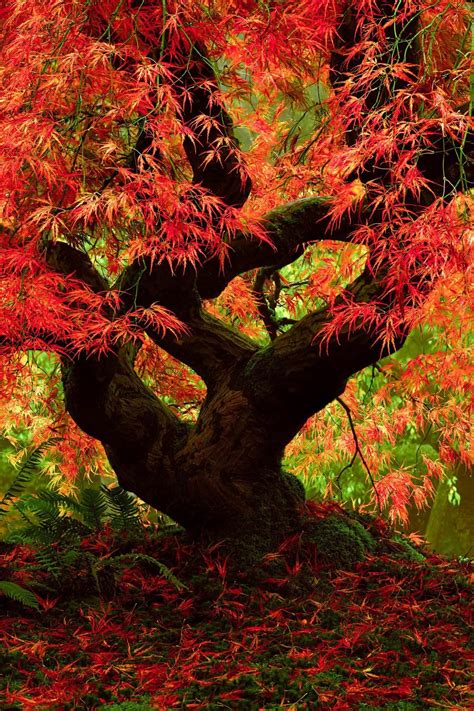 🔥 Japanese Maple at the Portland Japanese Garden is straight fire ...